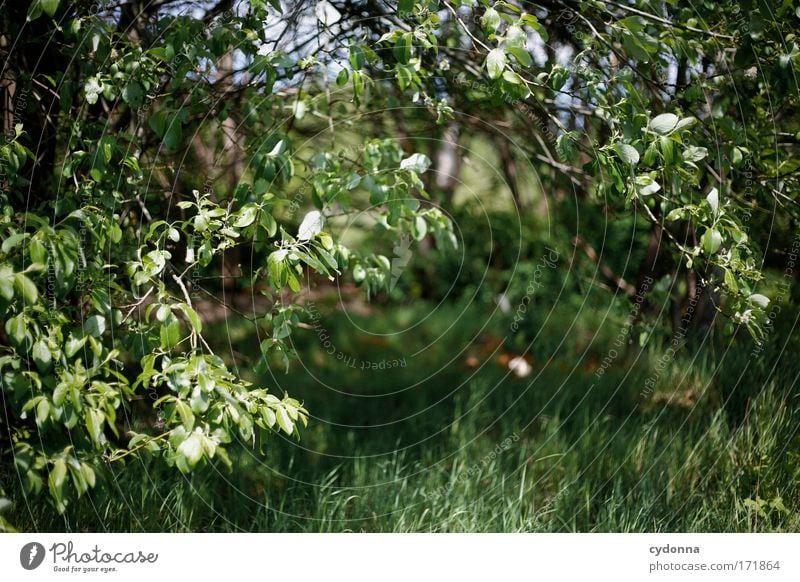 green Colour photo Exterior shot Close-up Detail Deserted Copy Space left Copy Space right Copy Space top Copy Space bottom Copy Space middle Day Shadow