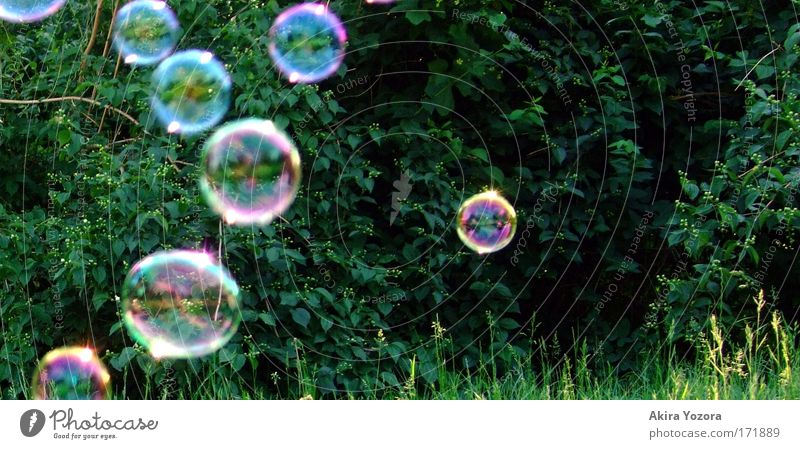 blisters Colour photo Multicoloured Exterior shot Detail Deserted Contrast Central perspective Nature Grass Bushes Park Flying Glittering Illuminate Esthetic