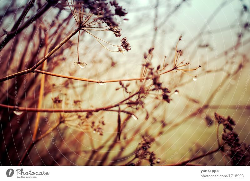 Dew drops in the fog Nature Landscape Plant Weather Fog Rain Tree Bushes Leaf Forest Coast River Drop Dark Wet Mysterious Nostalgia background branch Closed