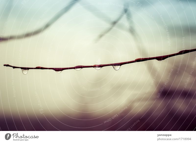 Dew drops in the fog Nature Plant Drops of water Weather Fog Rain Tree Wet Natural Mysterious Nostalgia branch drip raindrop Seasons Colour photo Exterior shot