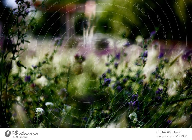 Hay fever VII. Colour photo Multicoloured Exterior shot Close-up Abstract Pattern Structures and shapes Deserted Day Shadow Contrast Silhouette