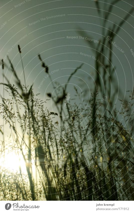 the lunatic is on the ... Subdued colour Exterior shot Copy Space top Back-light Shallow depth of field Plant Sun Grass Park Meadow Lie Dream Beautiful Warmth