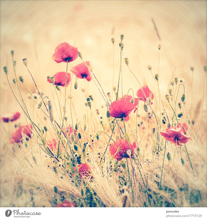 a bouquet in ears of corn! Nature Landscape Elements Summer Beautiful weather Flower Field Design Fragrance Growth Rye field Poppy blossom Bouquet Warmth