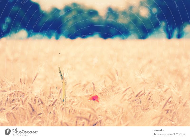 nightmarish Nature Landscape Elements Summer Climate Beautiful weather Agricultural crop Field Happiness Healthy Hot Bright Sustainability Natural Warmth