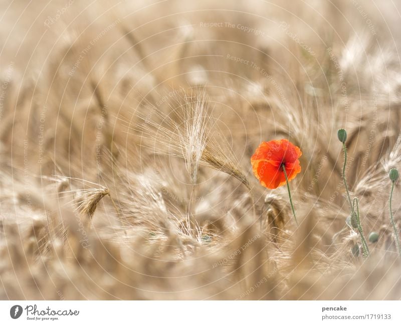 again Mohntag Landscape Plant Summer Beautiful weather Warmth Field Esthetic Life Joie de vivre (Vitality) Sustainability Rye Rye field Grain Poppy blossom