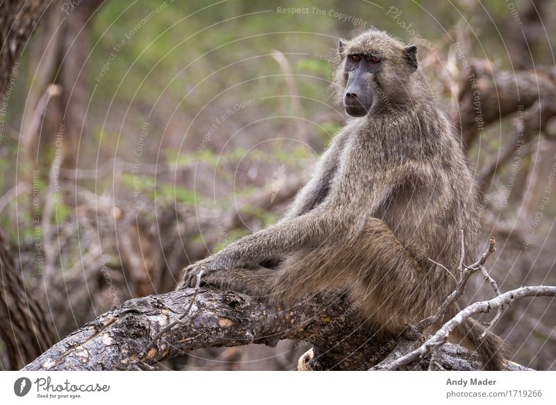 Monkey chilling Wild animal Monkeys monkey 1 Animal Strong Relaxation Colour photo Animal portrait