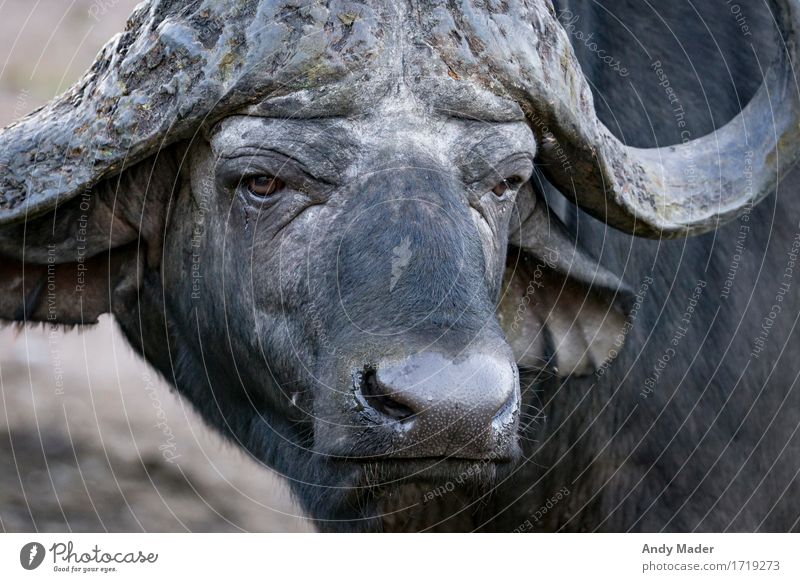 water buffalo Wild animal Water buffalo 1 Animal Aggression Old Dirty Gigantic Strong Black Colour photo Animal portrait Forward