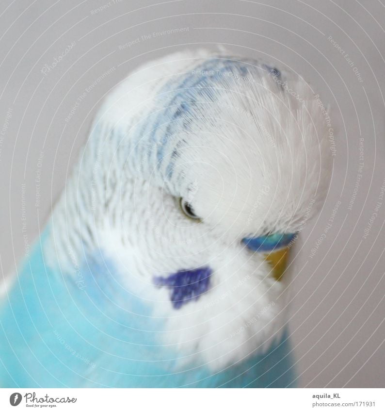 angel Colour photo Deserted Downward Animal Pet Wild animal Bird 1 Bright Beautiful Small Near Crazy Soft Blue White Budgerigar Parrots Parakeet dodo Cute