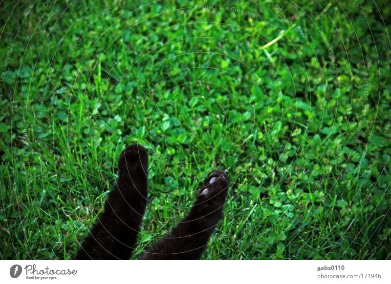 cat paws in green Colour photo Exterior shot Deserted Copy Space top Environment Nature Plant Animal Earth Grass Garden Meadow Pet Cat 1 Feeding To enjoy