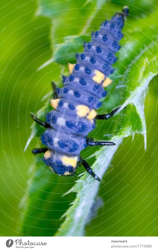 Larvae of an Asian ladybird Ladybird Detail Macro (Extreme close-up) Close-up Insect Animal Beetle Shell