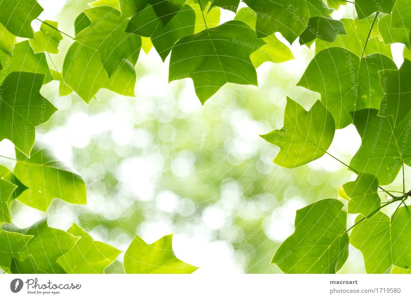 liriodendron tulipifera tulip tree Liriodendron tulipifera Deciduous tree Leaf Green Branch Twig Magnolia plants Blur Plant Verdant Nature Natural