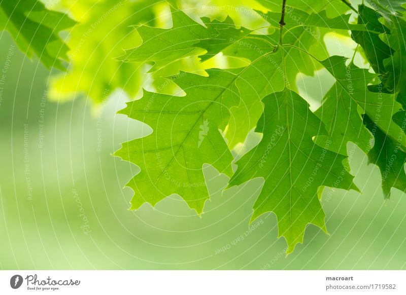 oak Oak tree Oak leaf Leaf Summer Spring Green Nature Natural Fresh Branch Close-up Twig