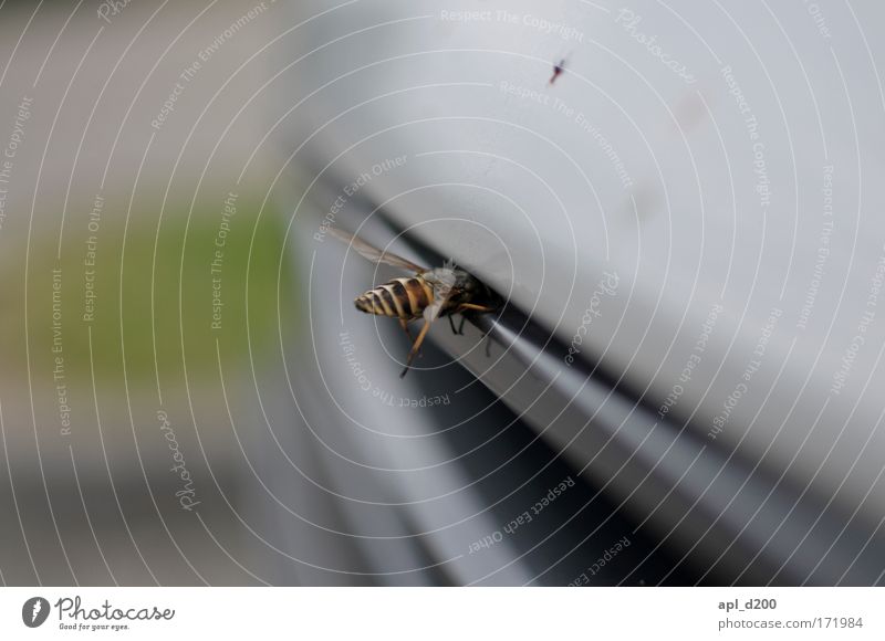 with your head through the wall Colour photo Exterior shot Close-up Detail Copy Space top Day Shallow depth of field Animal portrait Transport