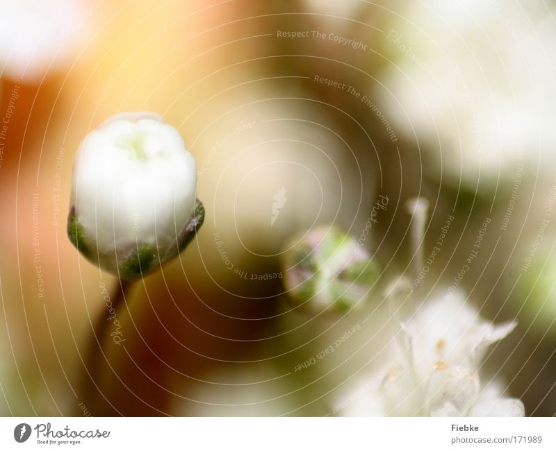 bright Colour photo Multicoloured Close-up Detail Macro (Extreme close-up) Copy Space top Light Blur Environment Nature Plant Spring Flower Blossom