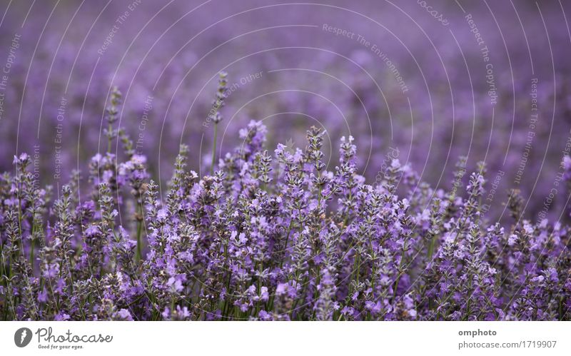 Lavender Blossoms in a Field Medication Fragrance Cure Garden Nature Plant Flower Bouquet Natural Colour field agriculture Crops lavandula bunch Purple Fragrant