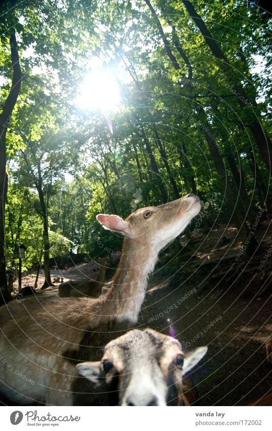 Expedition into the animal kingdom Colour photo Exterior shot Deserted Day Wide angle Animal portrait Looking Nature Landscape Plant Sun Summer Tree Wild animal