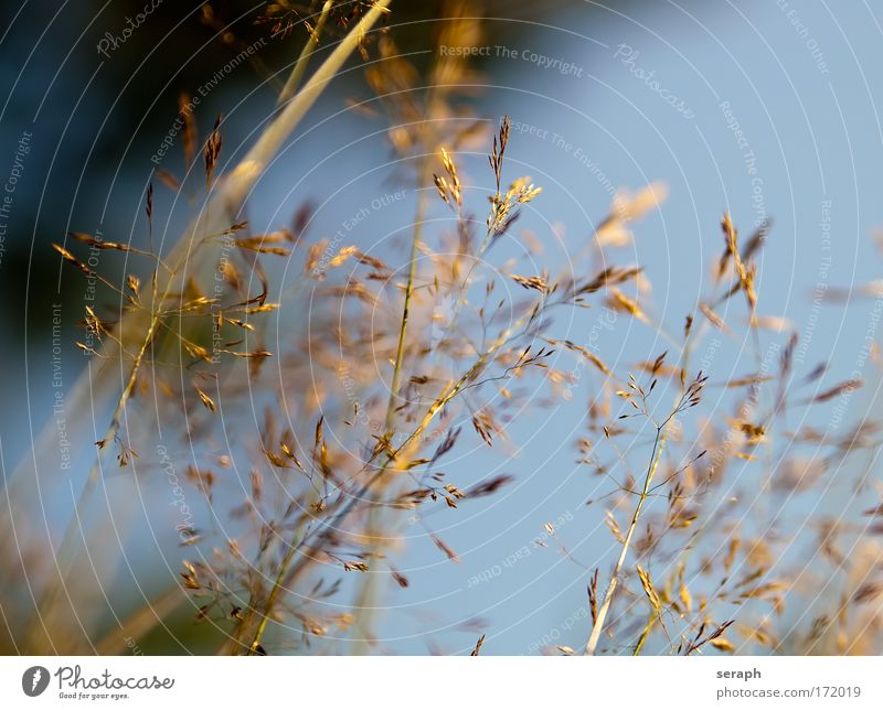 Grass Common Reed blades of grass Nature organic flora Meadow stem Plant Verdant Background picture Soft seed-head grass seeds rush Growth Botany Blossoming