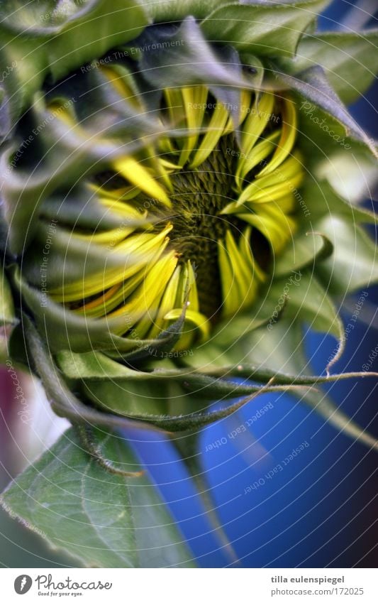 sunflower Plant Flower Foliage plant Dream Esthetic Exotic Near Natural New Original Wild Blue Multicoloured Yellow Green Beautiful Caution Colour Nature