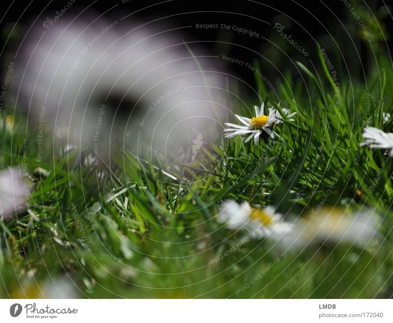 Mrs. Inconspicuous in the spotlight Colour photo Exterior shot Deserted Copy Space top Copy Space bottom Day Blur Deep depth of field Nature Plant Spring Summer