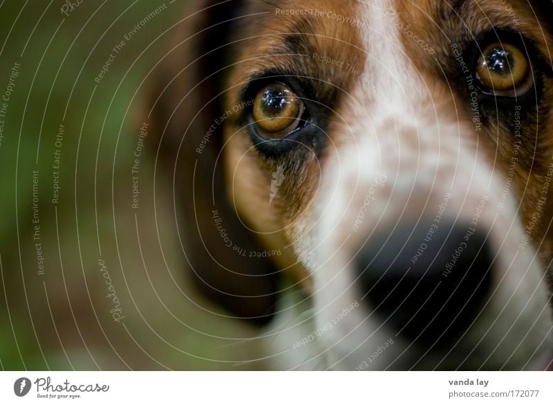 olfactory bulb Colour photo Exterior shot Deserted Copy Space left Blur Shallow depth of field Wide angle Animal portrait Looking Looking into the camera