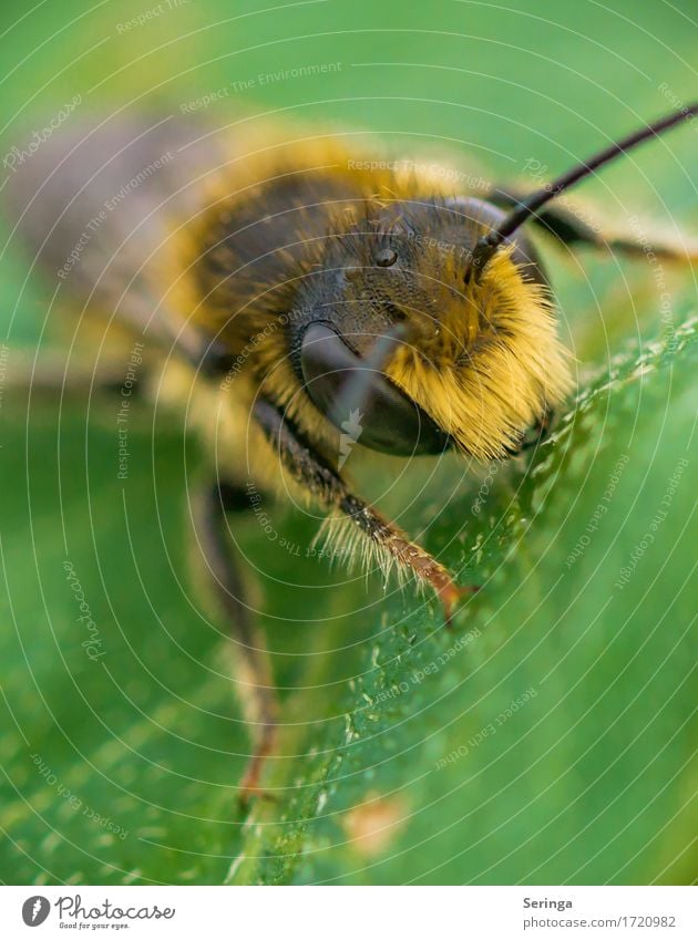 mohawk cut Nature Plant Animal Spring Summer Grass Bushes Leaf Blossom Garden Park Meadow Forest Wild animal Fly Bee Animal face Wing 1 Flying Honey bee Wasps