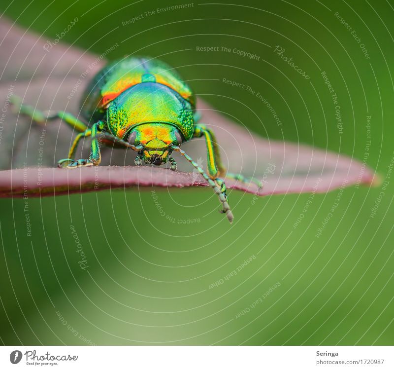 rose chafer Plant Animal Spring Summer Bushes Rose Leaf Blossom Garden Park Meadow Forest Wild animal Beetle Animal face Wing 1 Flying Glittering Rose beetle