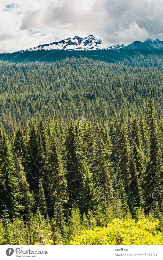 Diamond Peak Landscape Clouds Summer Tree Mountain Snowcapped peak Tourism Vacation & Travel Hiking Spruce Spruce forest Forest diamond peak Oregon USA