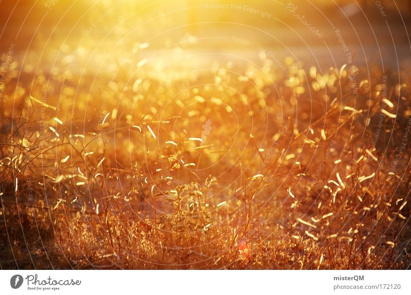 Golden Times. Colour photo Multicoloured Exterior shot Experimental Abstract Deserted Copy Space left Copy Space right Copy Space top Copy Space bottom