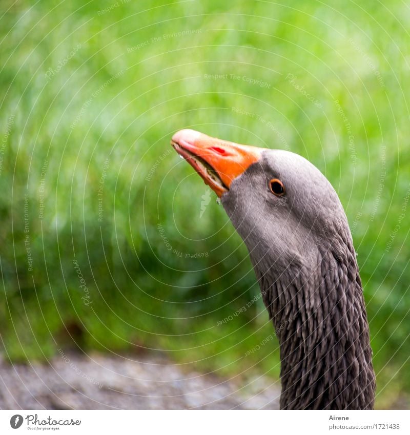 fluffy | goose feathers Animal Pet Farm animal Bird Animal face Goose 1 Swimming & Bathing Observe Drinking Brash Wet Natural Gray Green Orange Self-confident