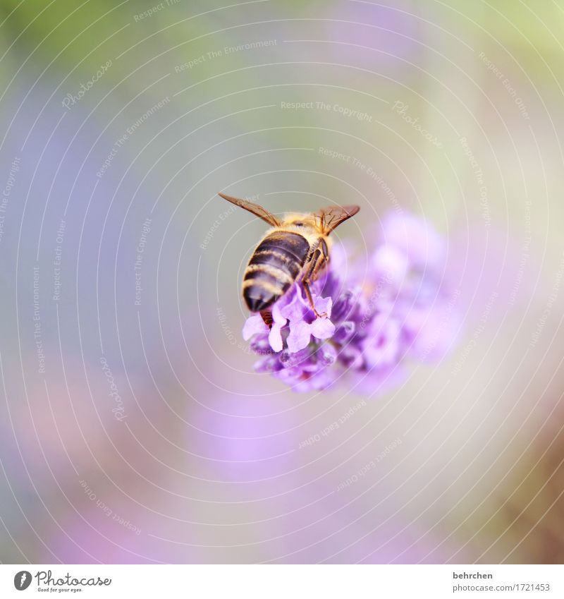 Bra...Bee behind:) Nature Plant Animal Summer Beautiful weather Flower Leaf Blossom Lavender Garden Park Meadow Wild animal Wing Hind quarters 1 Observe