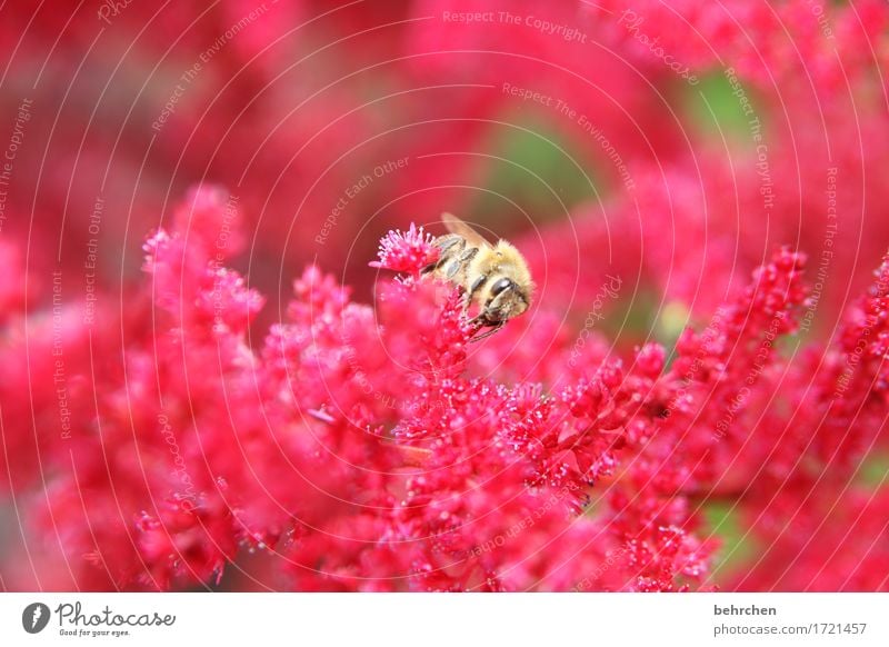 color for grey days Nature Plant Animal Summer Beautiful weather Flower Leaf Blossom Garden Park Meadow Wild animal Bee Animal face Wing 1 Blossoming Fragrance