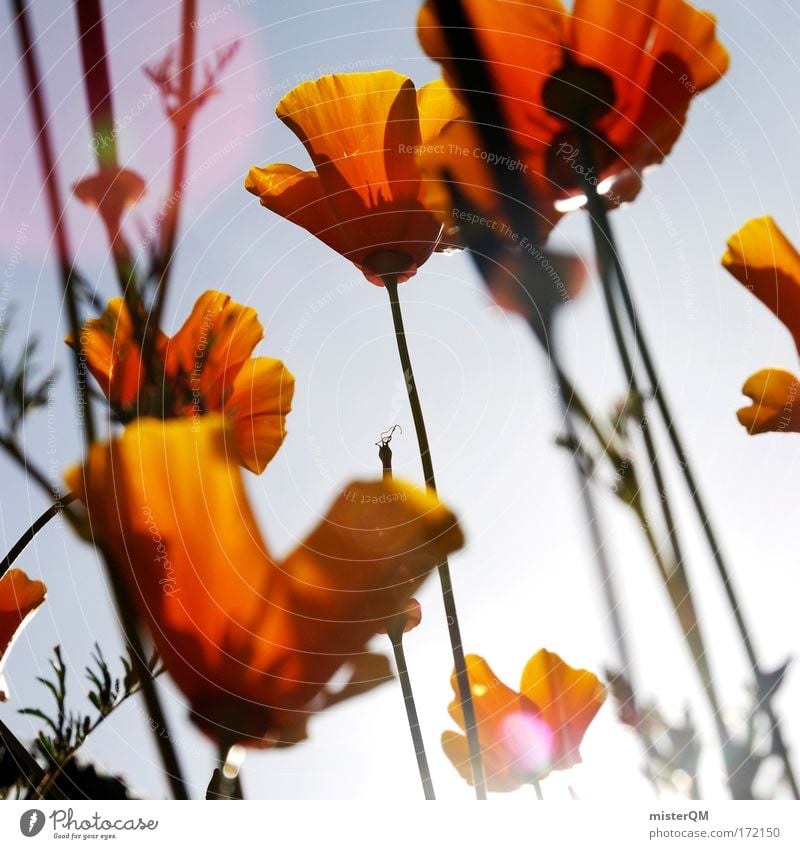 Sweet orange. Colour photo Multicoloured Exterior shot Close-up Detail Macro (Extreme close-up) Deserted Copy Space left Copy Space right Copy Space top