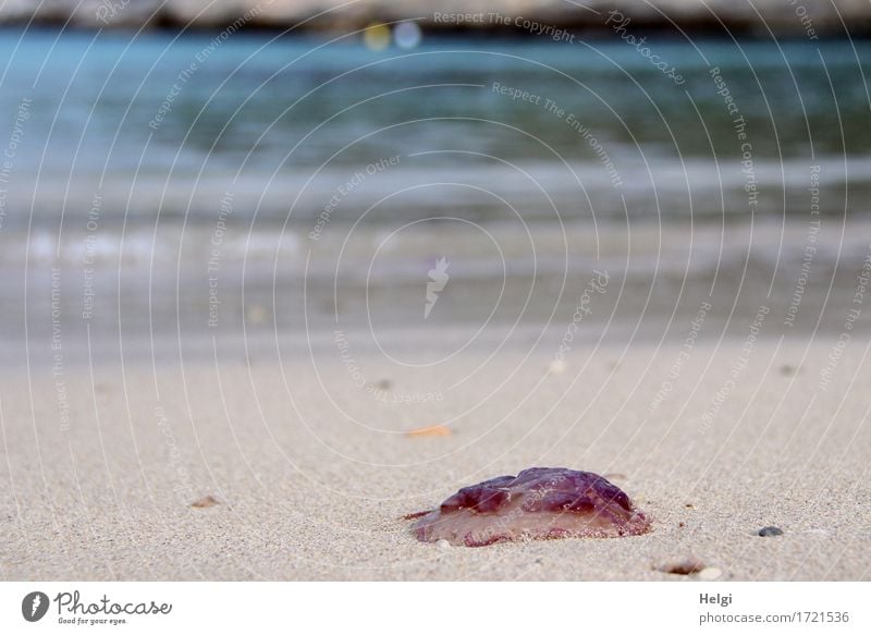 lion's mane jellyfish Vacation & Travel Environment Nature Landscape Animal Sand Water Spring Beautiful weather Coast Beach Bay Island Majorca Jellyfish