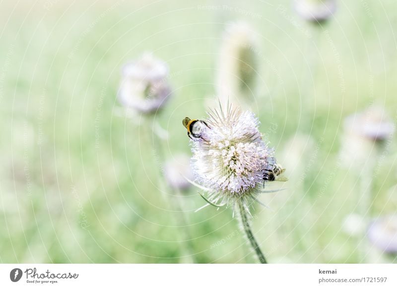 Swabian Country Tour | Bumblebee butt stroking Wellness Life Harmonious Well-being Contentment Senses Calm Environment Nature Plant Animal Sunlight Summer