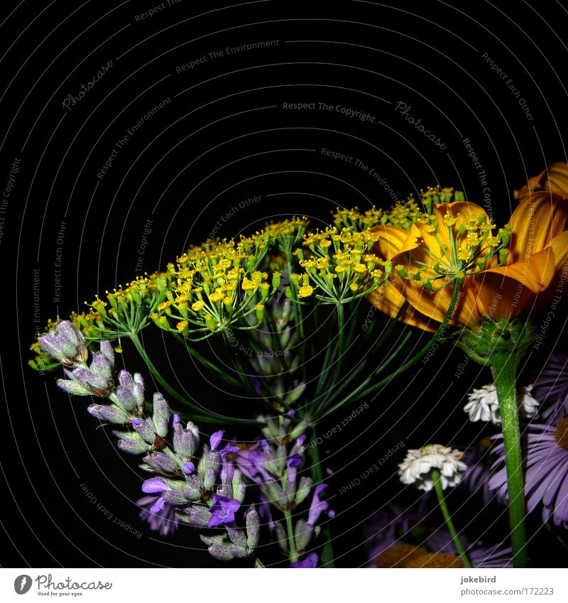 Provence meets allotment garden Colour photo Interior shot Deserted Copy Space top Evening Flash photo Summer Flower Blossom Lavender Dill blossom Stalk