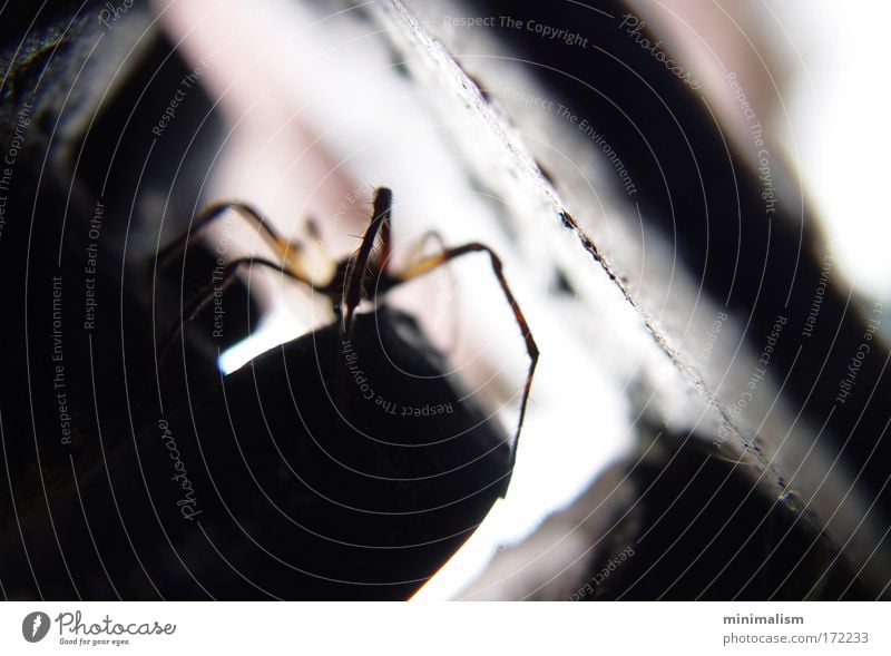 just run. Colour photo Macro (Extreme close-up) Experimental Abstract Deserted Copy Space left Copy Space right Morning Dawn Day Twilight Light Shadow Contrast