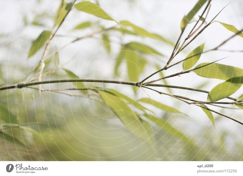 we love bamboo Colour photo Interior shot Close-up Copy Space bottom Day Light Environment Nature Plant Grass Foliage plant Wild plant Exotic baamboo Relaxation