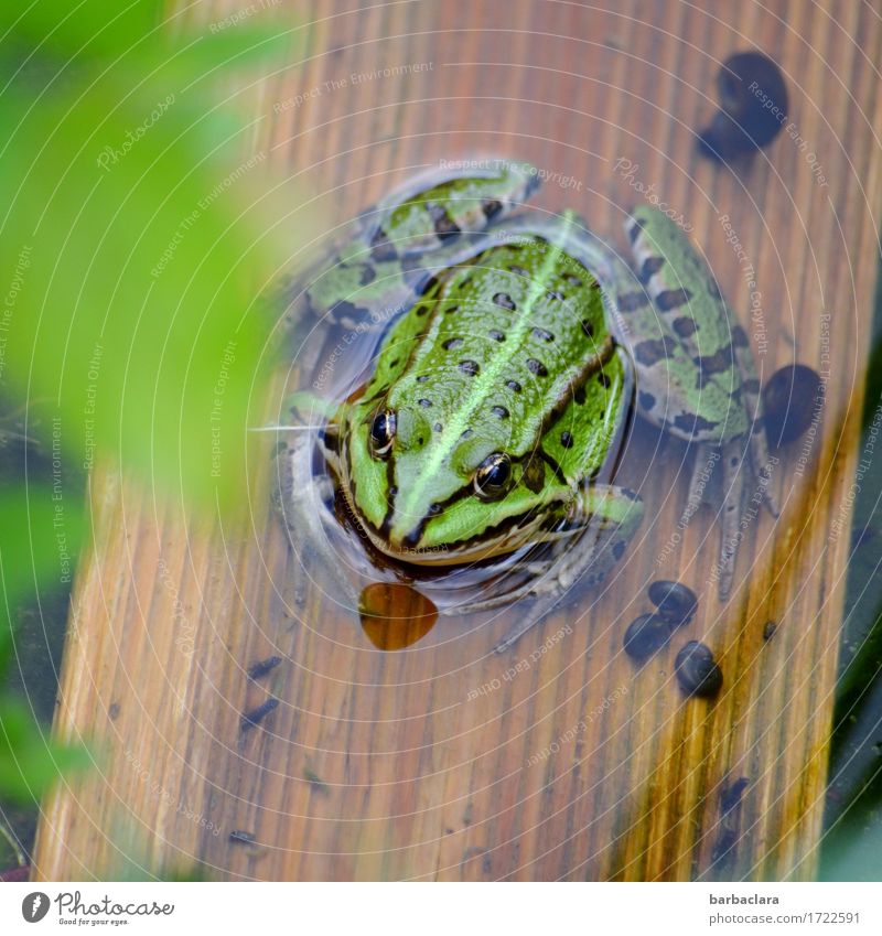 Kiss! Kiss! Kiss! Kiss! Kiss! Kiss! Kiss! Kiss! Kiss! Kiss! Kiss! Kiss! Water Summer Climate Pond Frog 1 Animal Wood Sit Green Life Nature Environment