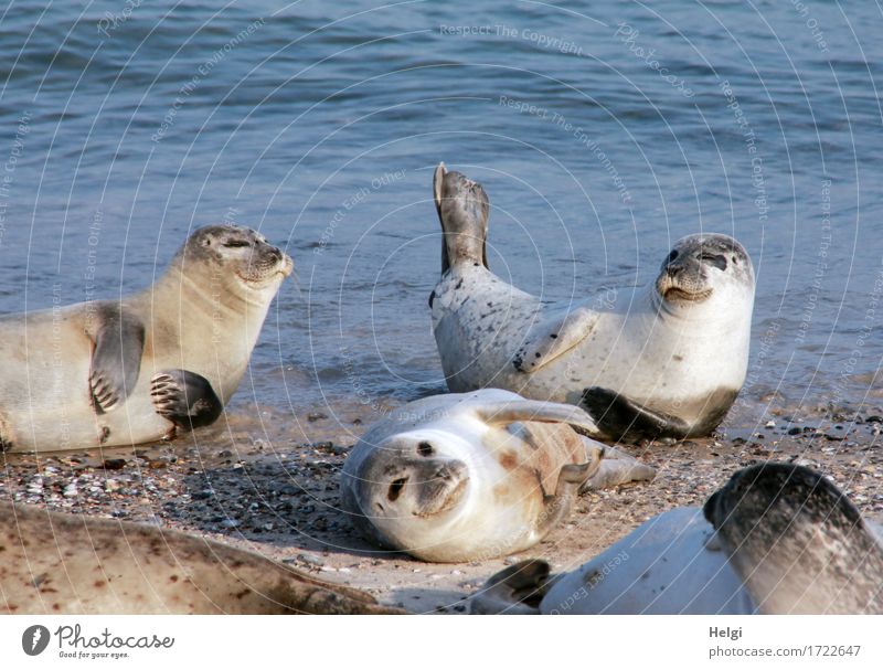 sunbathing Environment Nature Animal Water Summer Beautiful weather Coast Beach Ocean North Sea Island Helgoland Wild animal Seals 4 Group of animals Relaxation