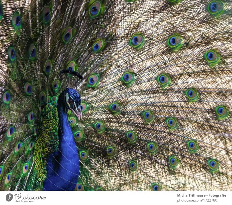 peacock Elegant Animal Wild animal Bird Animal face Wing Peacock 1 Rutting season Illuminate Looking Stand Exotic Glittering Beautiful Natural Blue