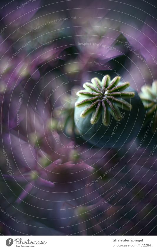 7 Colour photo Close-up Pattern Structures and shapes Plant Flower Bouquet Dark Fantastic Multicoloured purple Dried flower Poppy