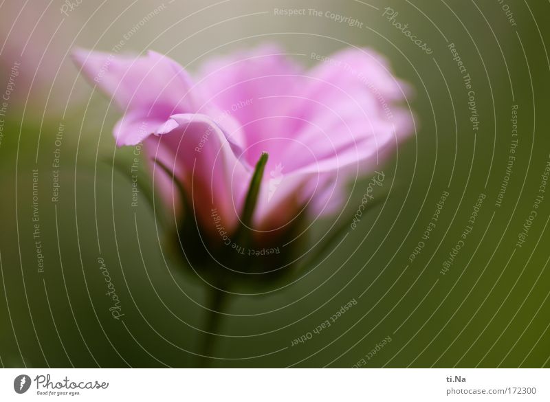 cosmos Colour photo Macro (Extreme close-up) Copy Space right Copy Space bottom Shallow depth of field Gardening Painting and drawing (object) Watercolors