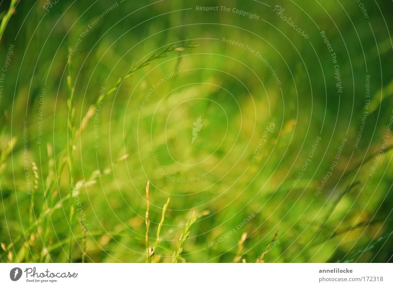 summer meadow Colour photo Exterior shot Close-up Deserted Day Shadow Sunlight Sunbeam Shallow depth of field Worm's-eye view Environment Nature Animal Summer