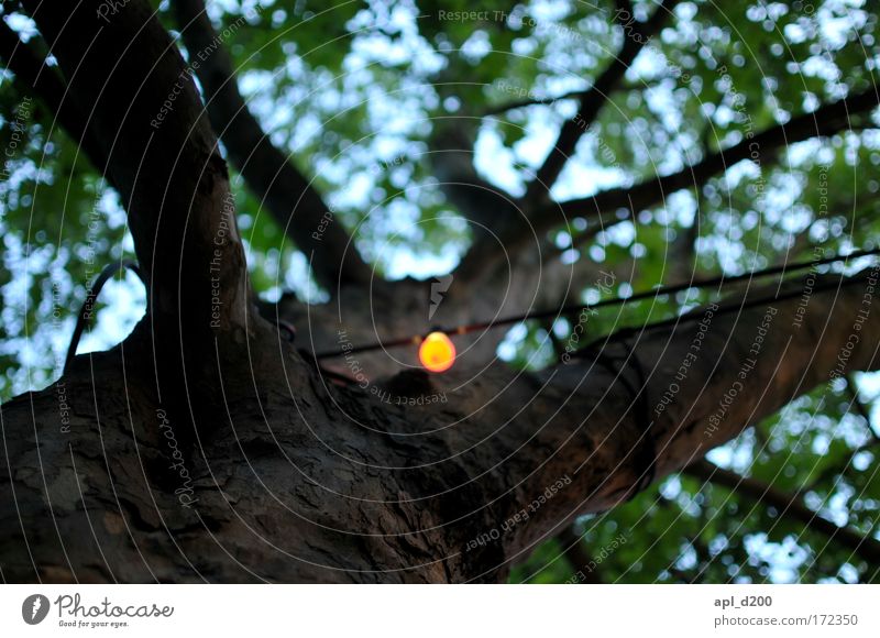 light on Colour photo Exterior shot Copy Space top Copy Space bottom Twilight Artificial light Shallow depth of field Environment Nature Sky Sunrise Sunset Tree