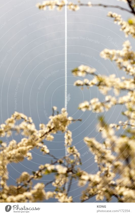 scraped sky Colour photo Exterior shot Copy Space top Nature Air Sky Cloudless sky Beautiful weather Tree Blossom Cherry blossom Cherry tree Park Aviation