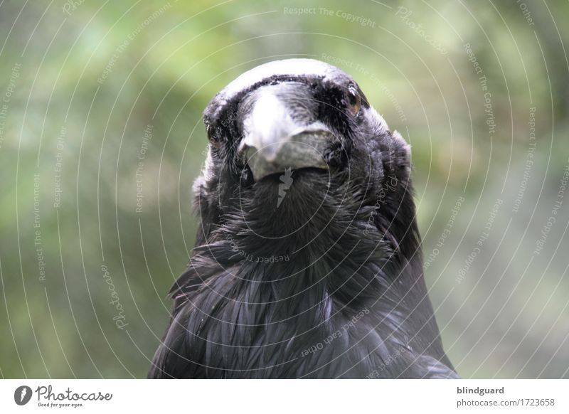 ravenhead Nature Animal Wild animal Bird Animal face Zoo 1 Looking Friendliness Cold Smart Gray Green Black Attentive Watchfulness Serene Calm Wisdom Curiosity