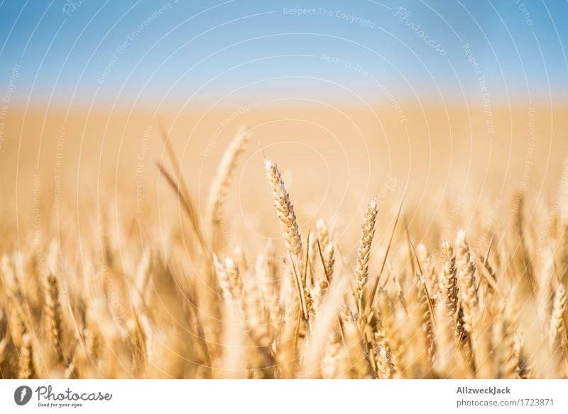 Cornfield 1 Landscape Summer Agricultural crop Field Yellow Gold Agriculture Grain Grain field Colour photo Exterior shot Close-up Detail Deserted Day Blur