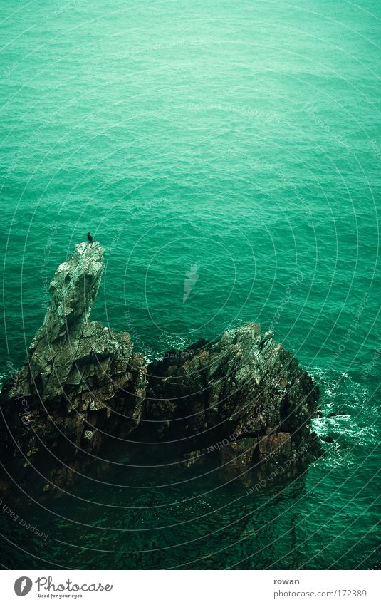 resting point Colour photo Exterior shot Copy Space top Day Rock Coast Ocean Island Bird Observe Sit Wait Dark Sharp-edged Green Watchfulness Serene Patient