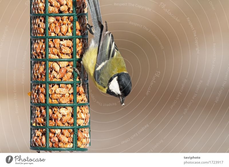 great tit feeding on bird feeder Beautiful Winter Garden Nature Animal Bird Feeding Sit Small Natural Wild Yellow Black Appetite Colour Survive Great wildlife