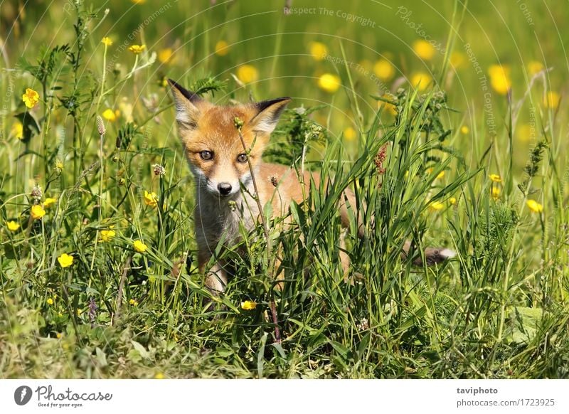 small young fox Beautiful Baby Environment Nature Animal Grass Fur coat Dog Baby animal Small Natural Cute Wild Brown Green Red Fox wildlife Mammal vulpes